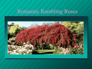 romantic_rambling_roses