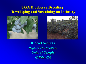 Blueberry Cultivar Development at The University of Georgia