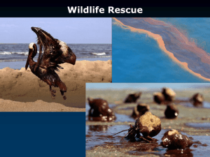 PowerPoint (Wildlife rescue)