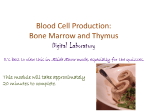 Bone Marrow (intro) and Thymus
