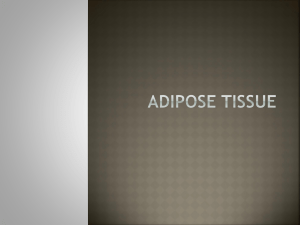 Adipose Tissue Day 7