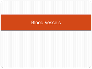 Blood Vessels - BradyGreatPath