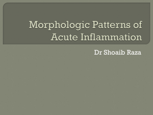 Morphologic Patterns of Acute Inflammation