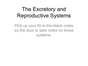 The Excretory and Reproductive Systems