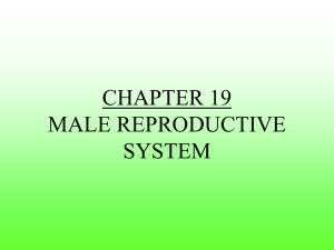 chpt 19 MALE reproductive systems