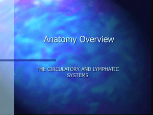 OVERVIEW: THE CIRCULATORY AND LYMPHATIC SYSTEMS
