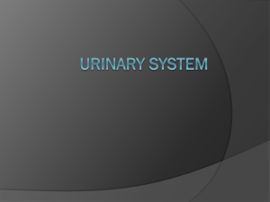 Chapter 16: Urinary
