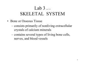 Lab 3: Skeletal System