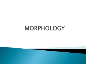 MORPHOLOGY Lecture 8