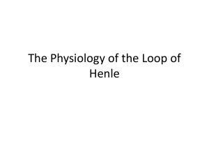 The Physiology of the Loop of Henle