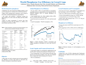 World Phosphorus Use Efficiency in Cereal Crops