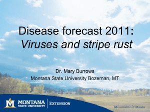 Disease Forecast 2011: Viruses and Stripe Rust