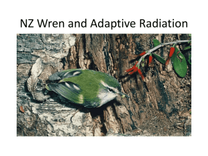 NZ Wren and Adaptive Radiation