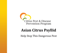 Asian Citrus Psyllid - San Diego County Farm Bureau
