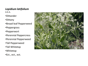 Lepidium latifolium A.K.A.