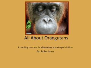 All About Orangutans A teaching resource for elementary school