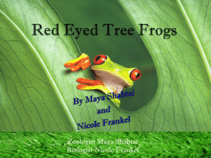 Red Eyed Tree Frogs PowerPoint