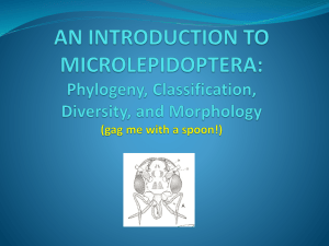 lecture_microlepidoptera