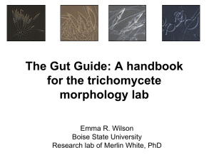 Trichomycete Morphology Handbook