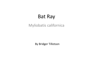 Bat Ray Presentation