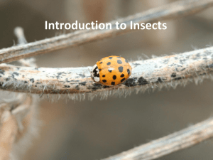 06 Introduction to Insects
