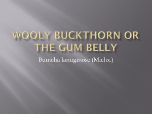 Woolly Buckthorn