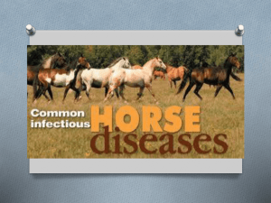 Castiglioni_Horse Diseases