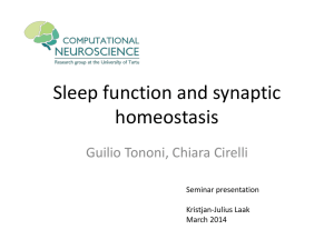 Sleep function and synaptic homeostasis