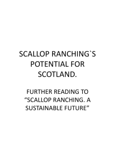 SCALLOP RANCHING`S POTENTIAL FOR SCOTLAND. - Scot