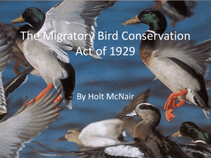 The Migratory Bird Conservation Act of 1929