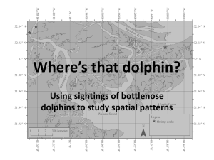 Where`s That Dolphin
