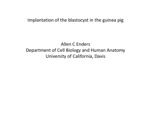 Enders- guinea pig implant