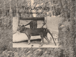 Thylacines(Tasmanian Tiger-Wolf)