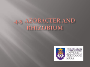 Azobacter, Rhizobium, Enterobacteriaceae