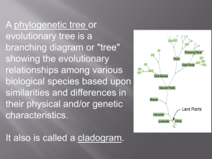 cladogram notes