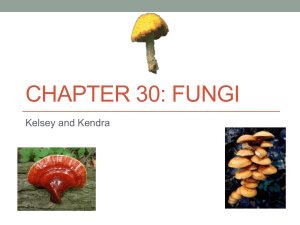 Chapter 30: Fungi