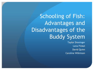 Schooling of Fish: Advantages and Disadvantages of the Buddy