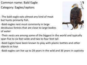 Bald Eagle - Sage Middle School
