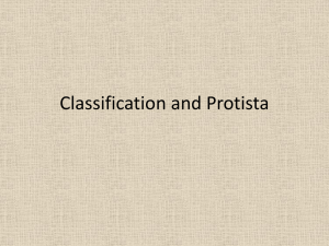 Classifcation and protista powerpoint