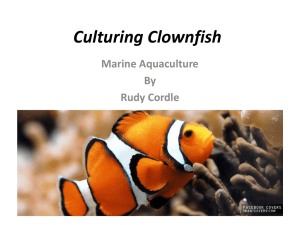 The Clownfish RUdy Cordle
