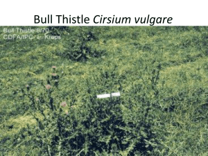Bull Thistle Cirsium vulgare