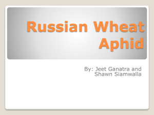 Russian Wheat Aphid