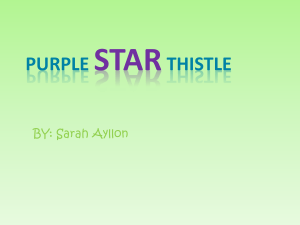 Purple Star Thistle