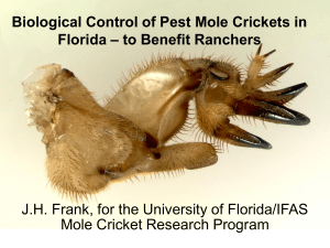 Biological Control of Pest Mole Crickets in Florida – to