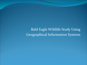 Bald Eagle Wildlife Study