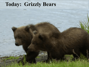 Grizzly Bears and Reliable Sources