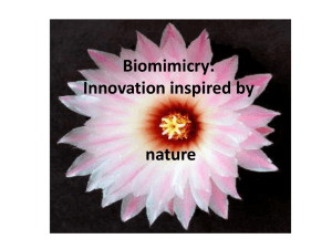 Biomimicry: Innovation inspired by nature?