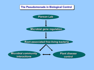 The Pseudomonads in Biological Control