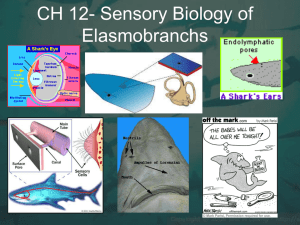 CH 12- Sensory Biology of Elasmobranchs