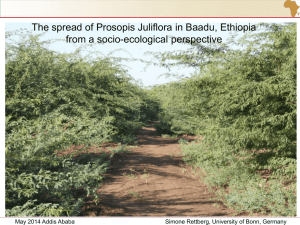 The spread of Prosopis Juliflora in Baadu, Ethiopia from a Socio